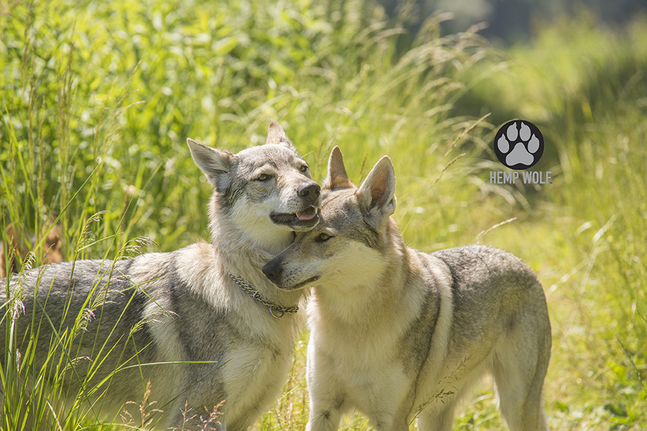 Love between Czechoslovakian wolf dog sisters.